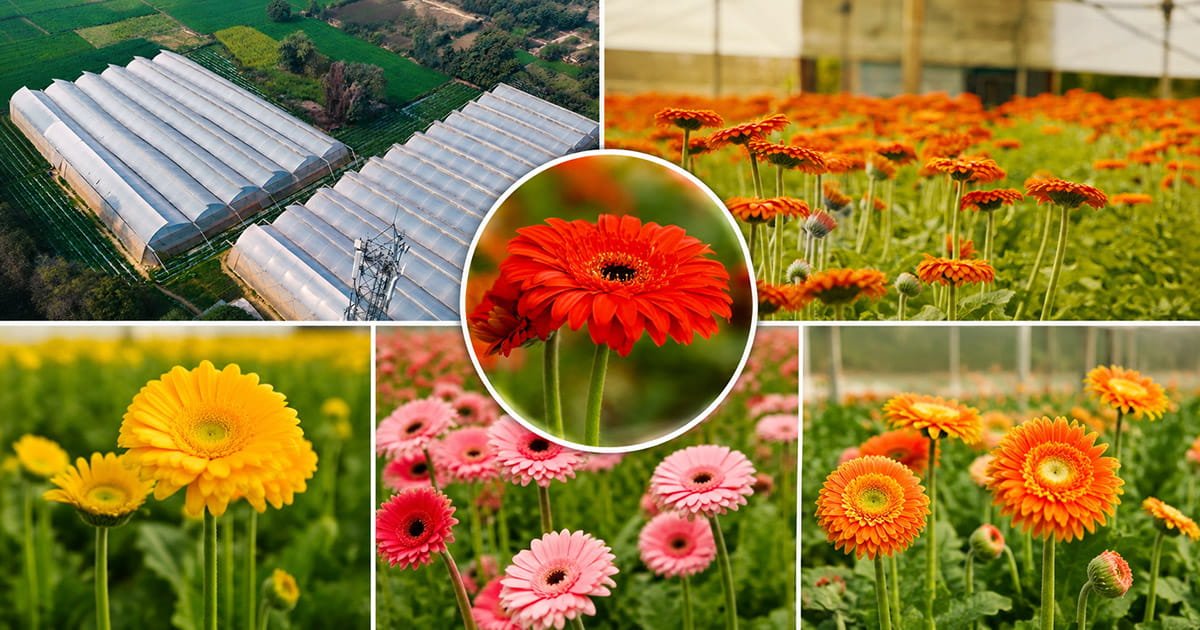 Gerbera flowers growing inside Reena Singh's polyhouse
