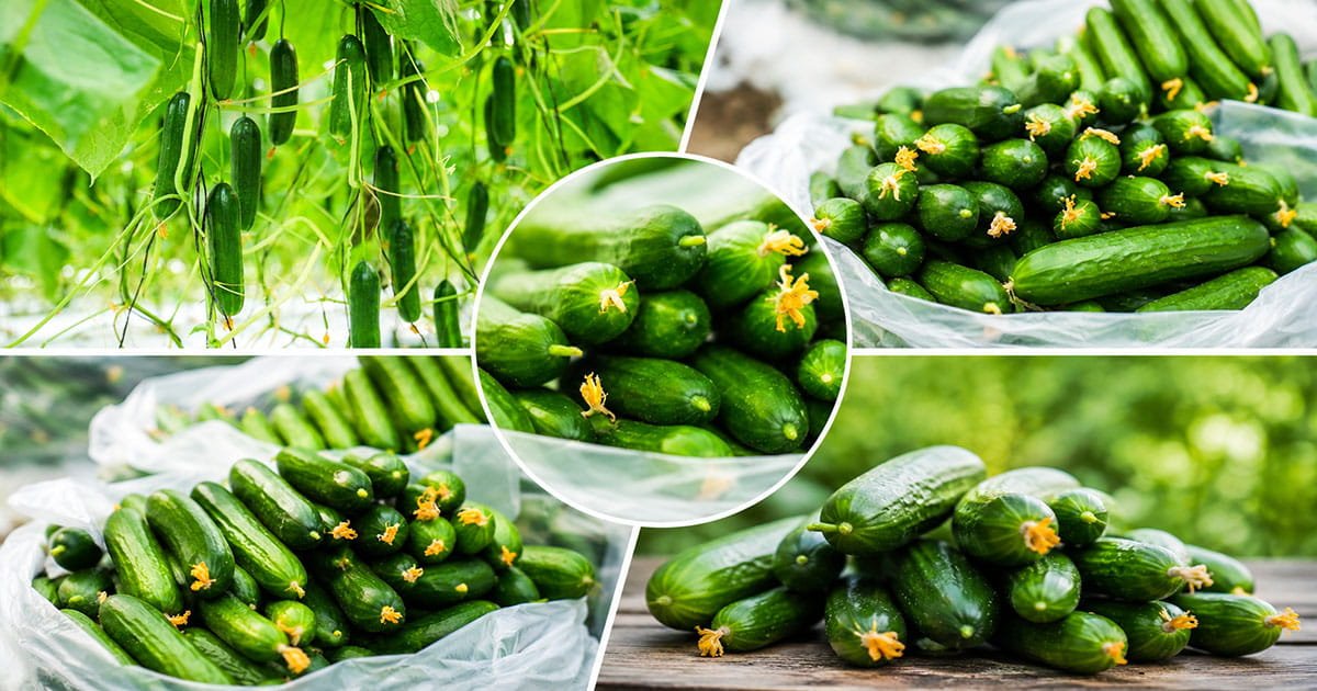 Fresh cucumber plants growing in a commercial net house under protected cultivation in India
