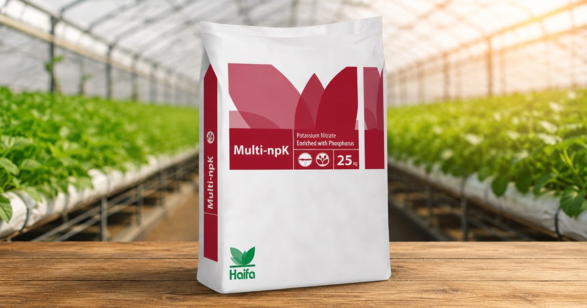 Haifa Multi-npK potassium nitrate fertilizer enriched with phosphorus for plant nutrition and fertigation