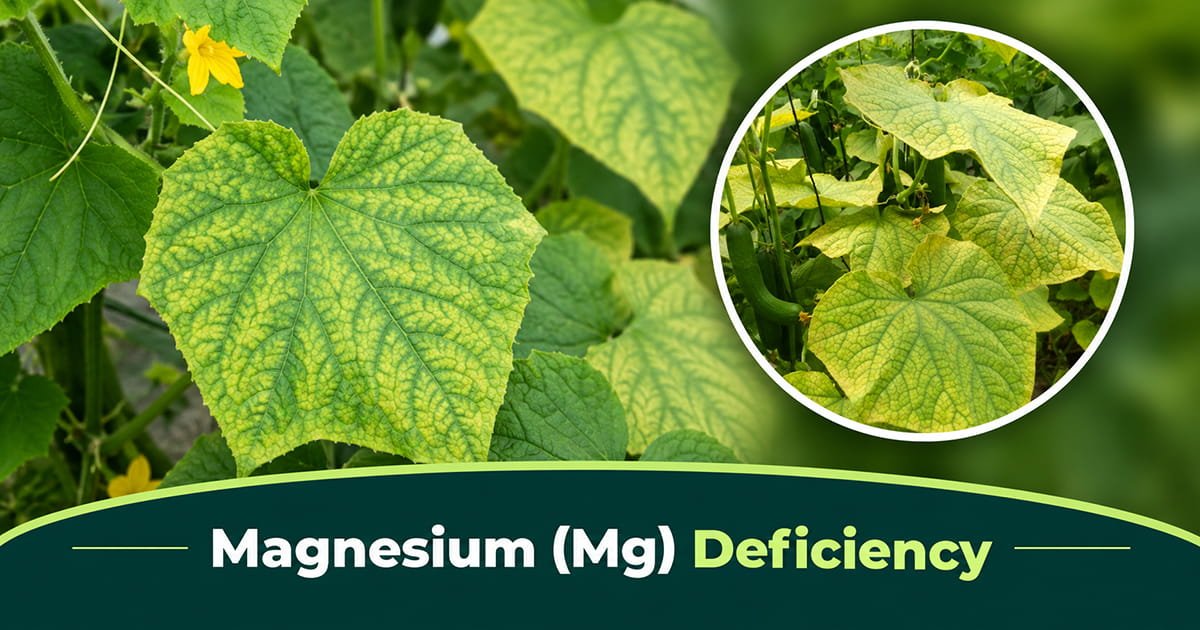 Magnesium deficiency interveinal chlorosis on cucumber leaves in polyhouse