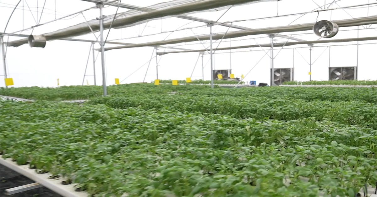 Protected cultivation polyhouse farm growing high-quality crops