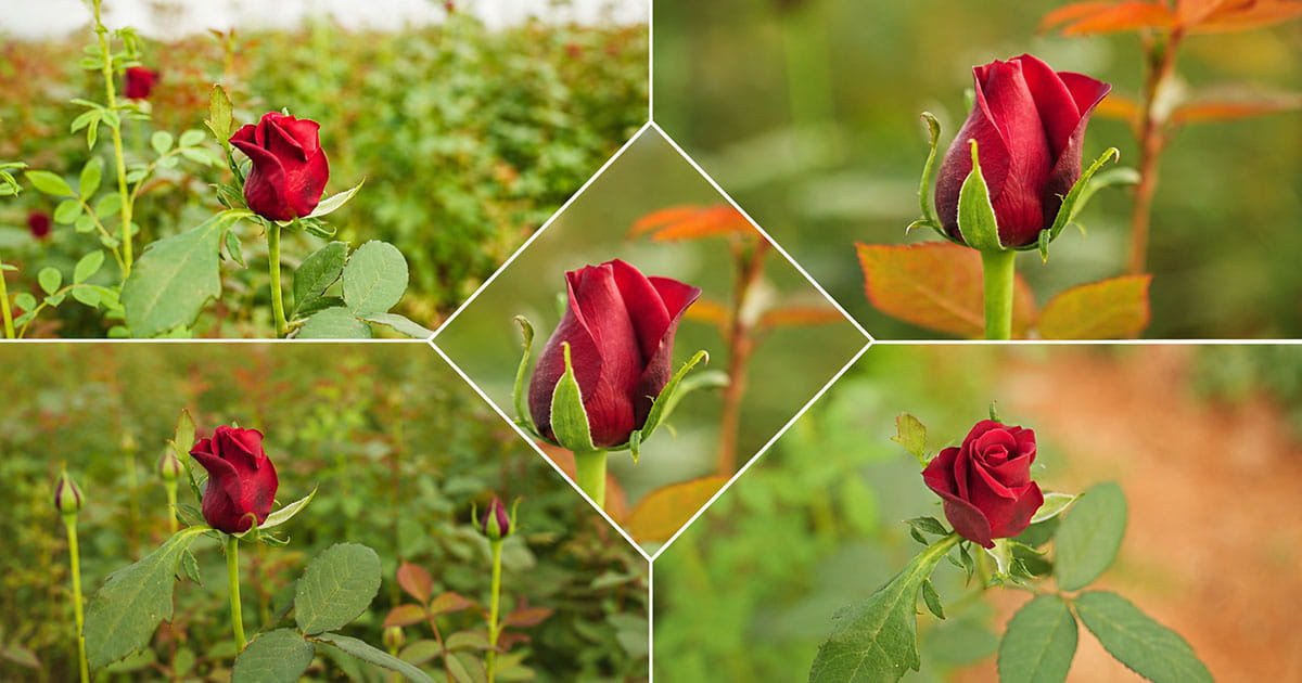 Commercial Dutch rose cultivation under a polyhouse