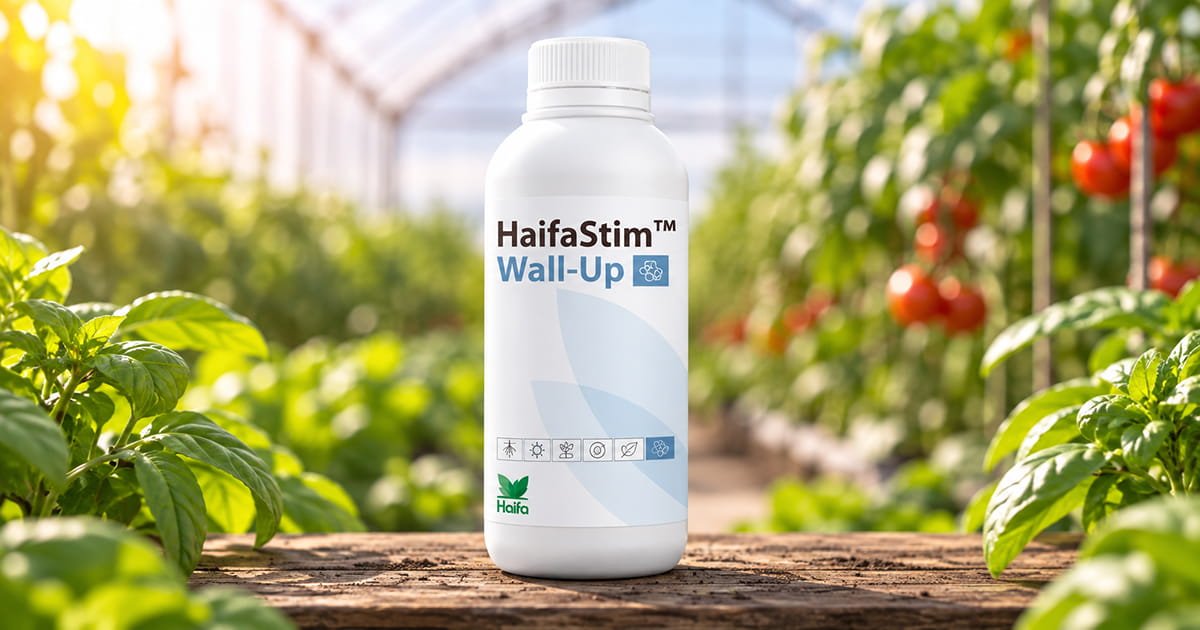 HaifaStim Wall-Up biostimulant for supporting plant growth, crop development and improved plant performance.