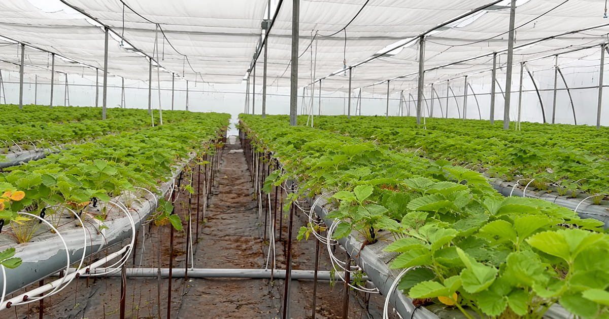 Strawberry hanging gutter system for efficient protected cultivation and better crop management
