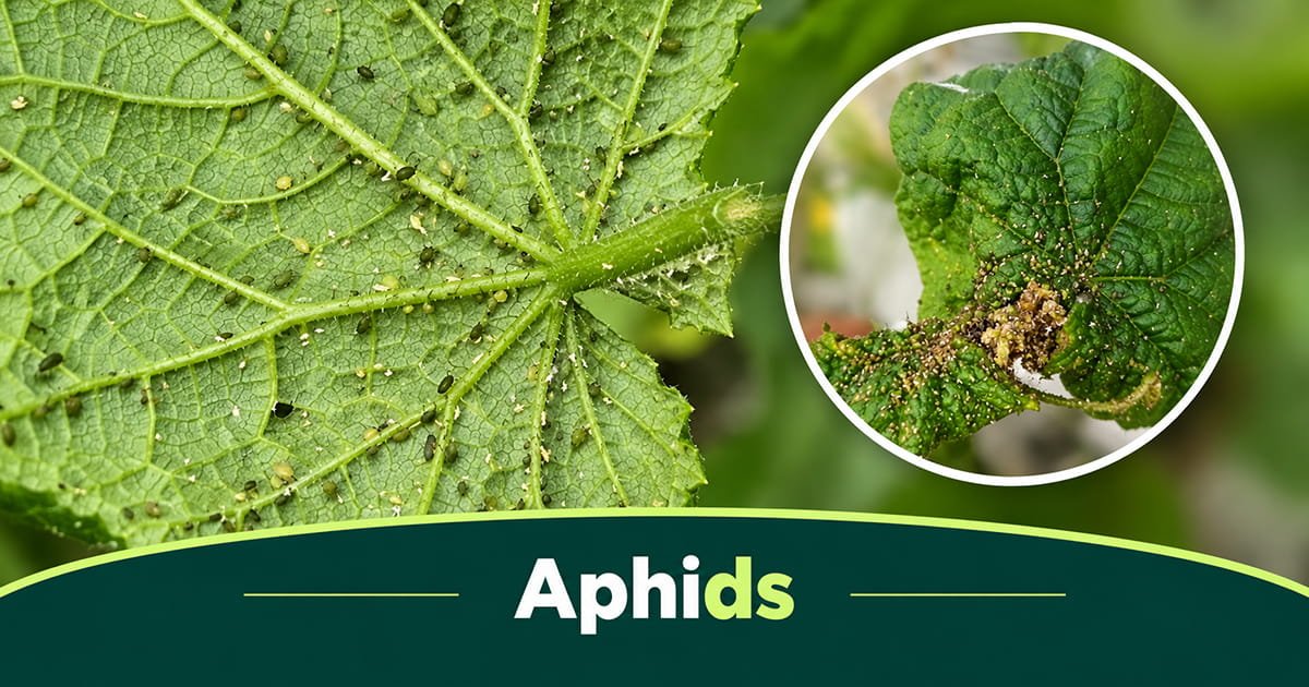 Aphid infestation on cucumber plant stems in polyhouse
