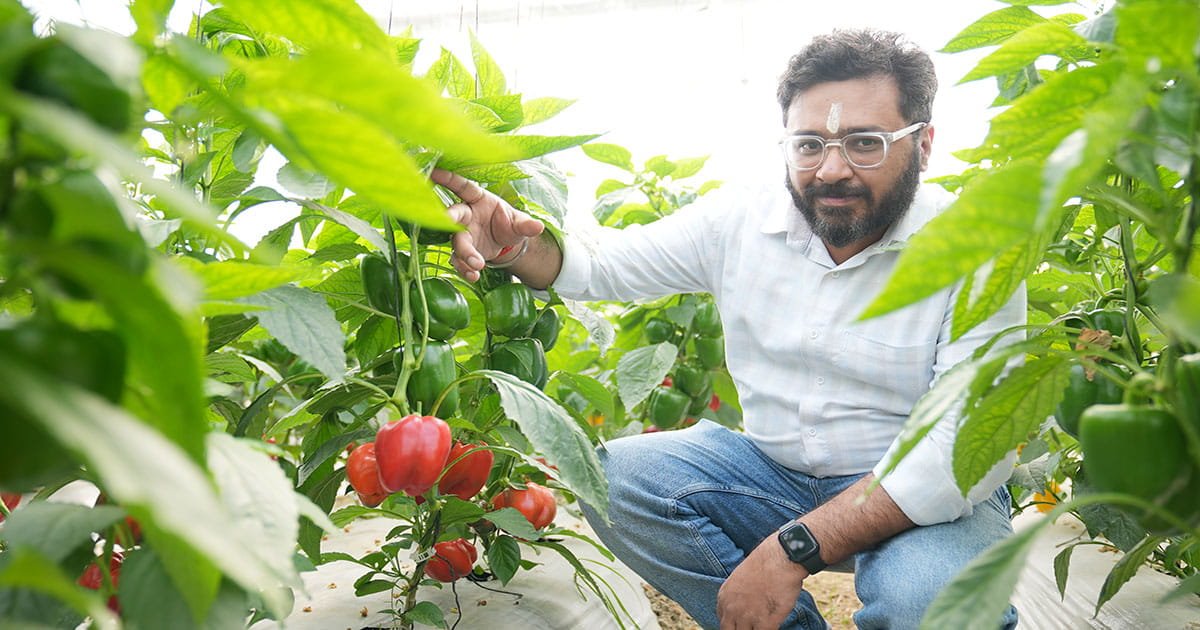 Farmer examining colored capsicum growing in a polyhouse