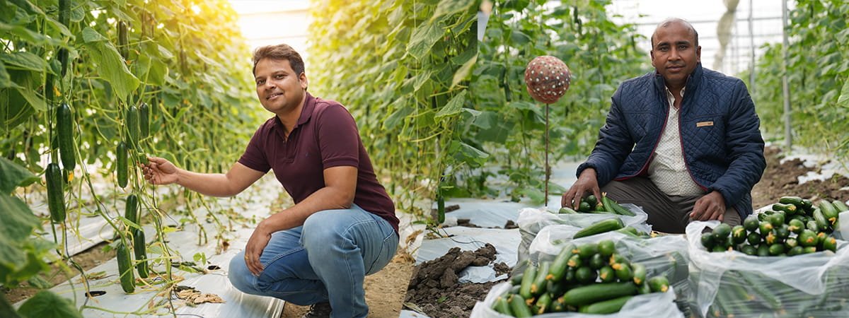 Why Grow Cucumber in a Polyhouse