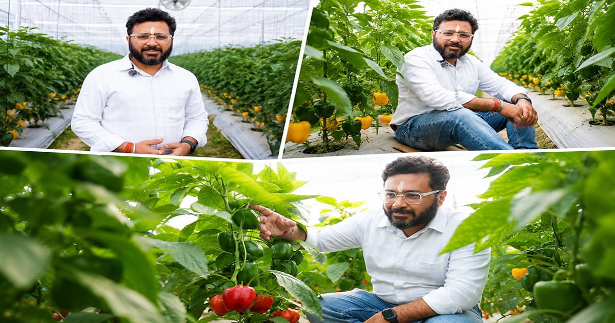 Farmer inspecting healthy capsicum plants in a polyhouse