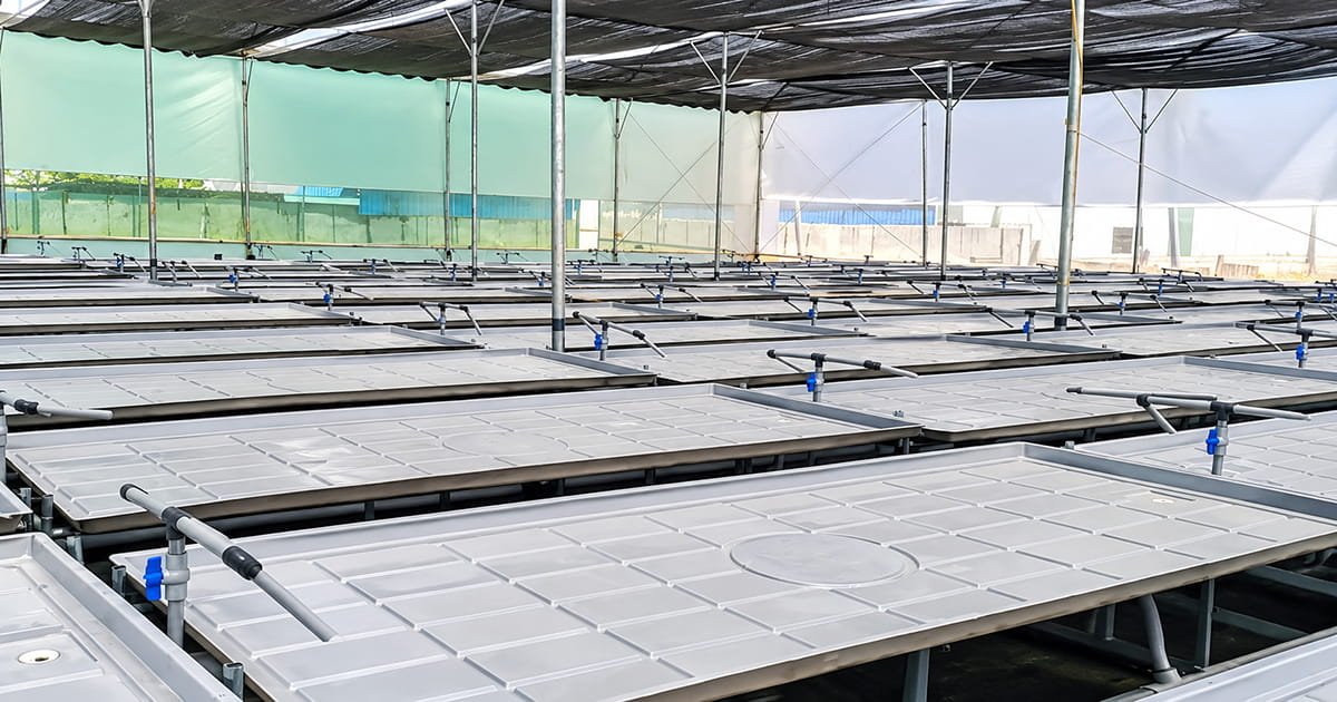 Ebb and Flow hydroponic system flooding a grow tray with nutrient solution in an Indian polyhouse