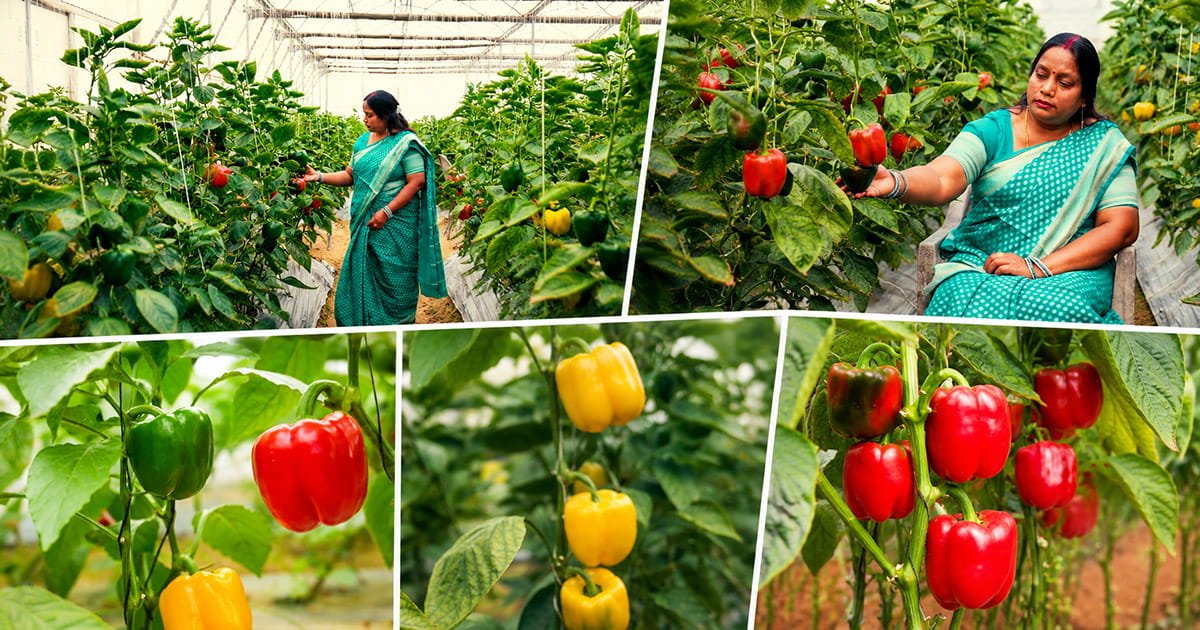 Healthy red and yellow capsicum cultivated in Reena Singh's polyhouse