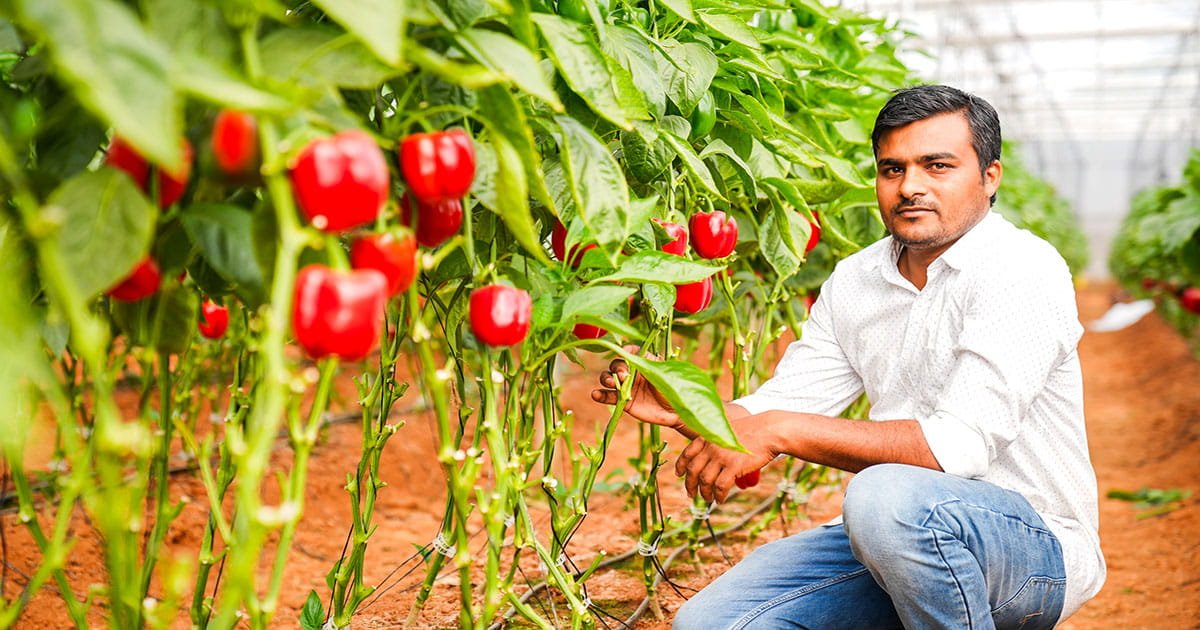 Farmer examining mature colored capsicum plants during harvest in a polyhouse