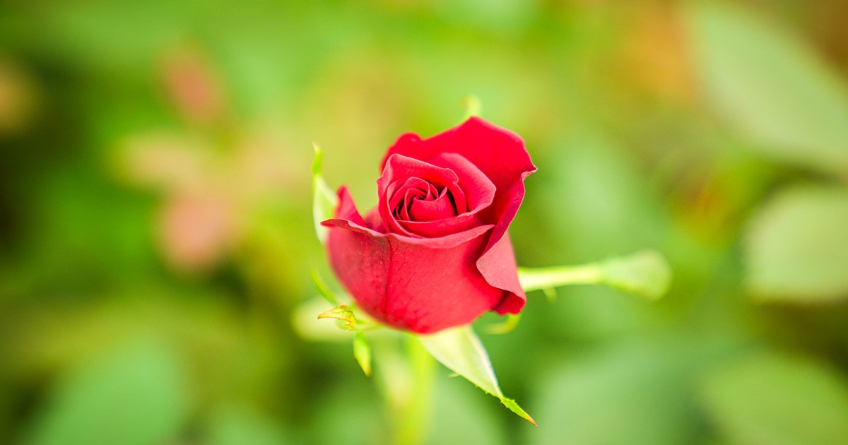 Dutch rose flowers blooming in a commercial polyhouse