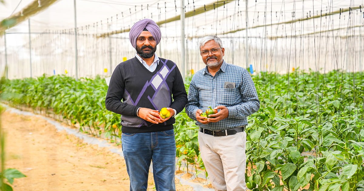 Agrifirst agronomist supporting protected cultivation farmers with crop management guidance