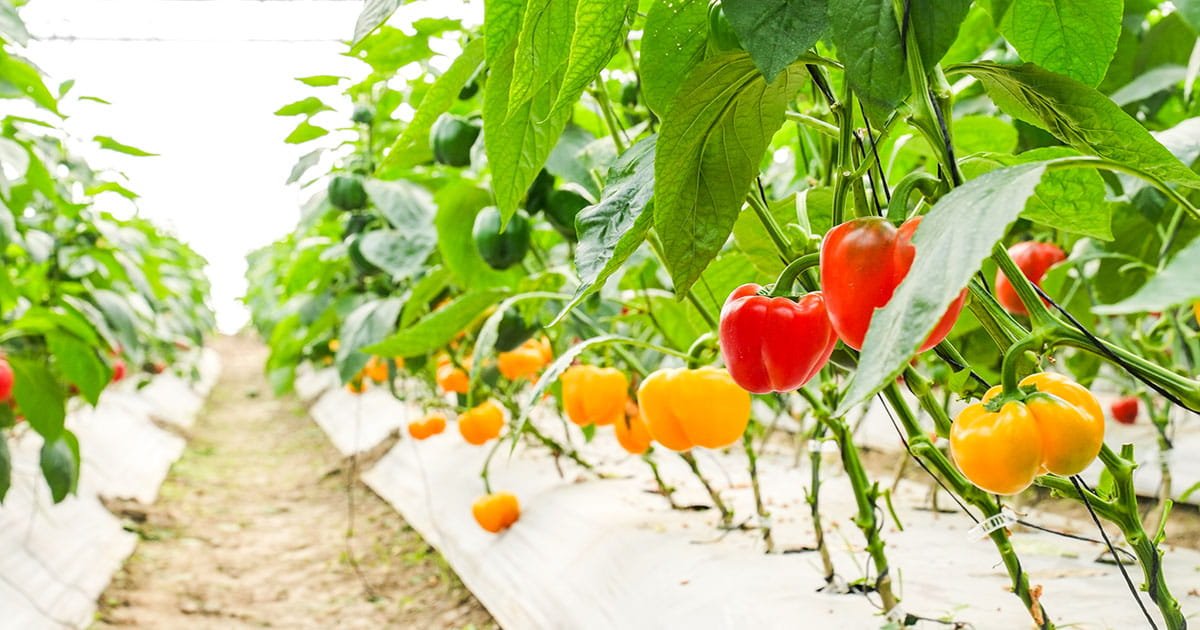 Colored capsicum crop growing under protected cultivation in a polyhouse