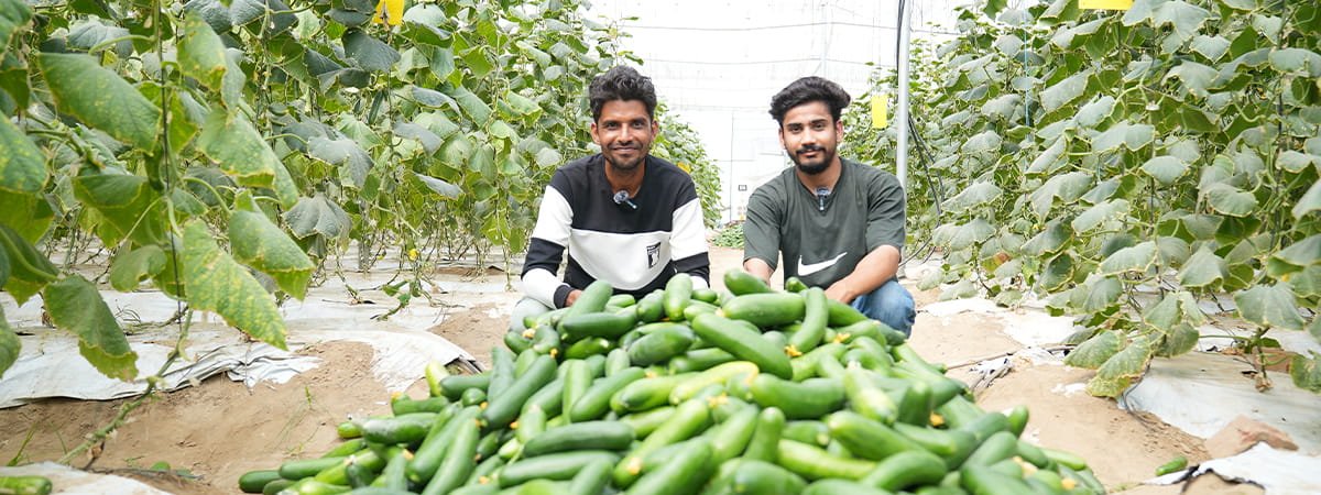 6.	Cucumber production in protected cultivation structure