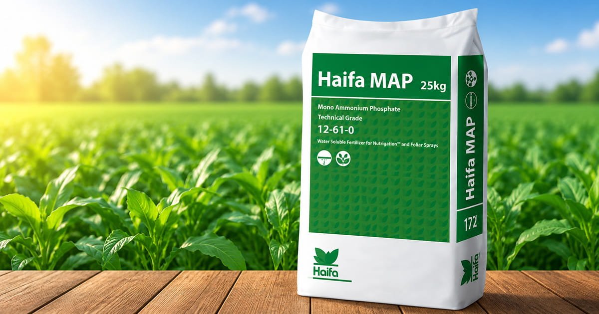 Haifa MAP 12-61-0 water soluble mono ammonium phosphate fertilizer for early root development and crop establishment