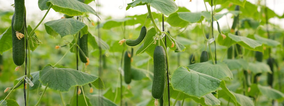 3.	Cucumber cultivation under protected farming conditions