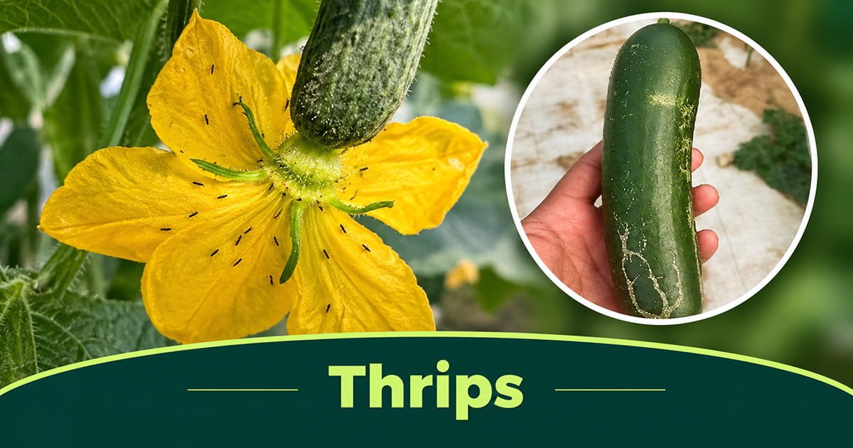 Thrips damage on cucumber flowers and leaves in polyhouse