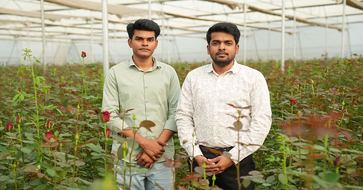 Farmer caring for Dutch rose plants inside a polyhouse