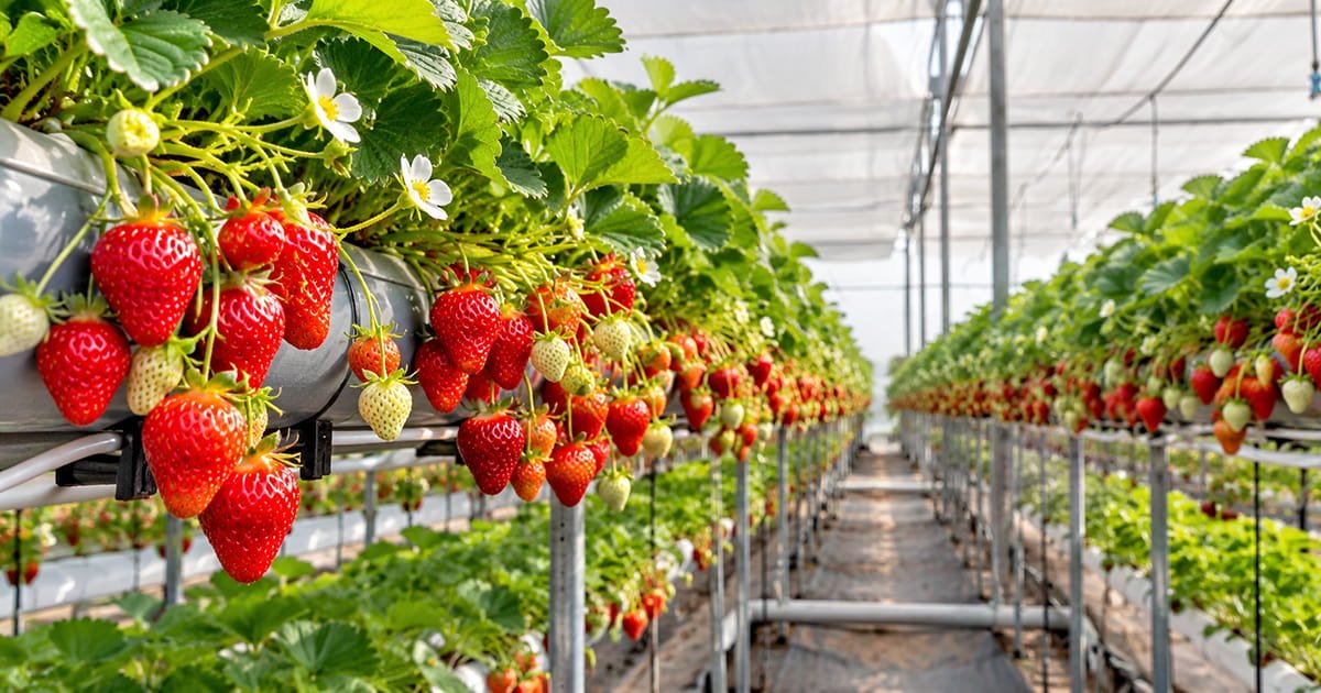 Strawberry production in polyhouse farming for healthy and high-quality strawberry crops
