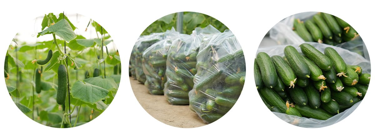 Open Field vs Polyhouse Cucumber Cultivation