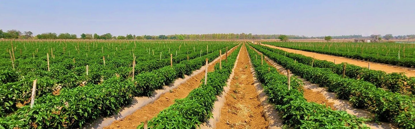 Agrifirst Ginegar Hole Mulch