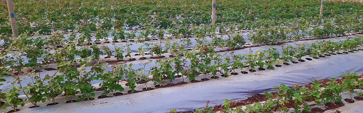 Agrifirst Ginegar Mulch