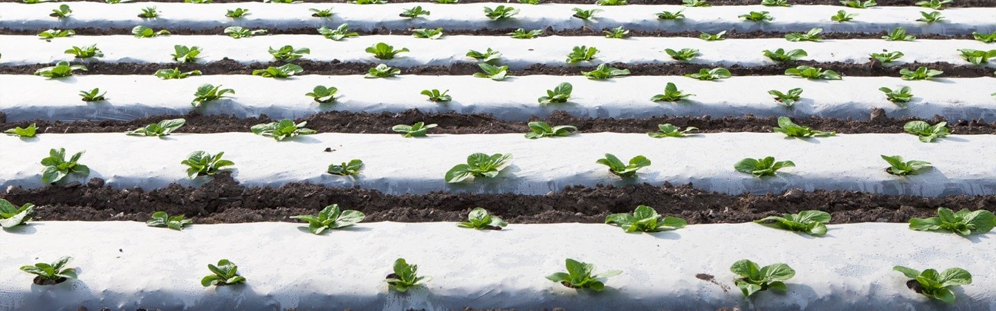 Ginegar Embossed Mulch