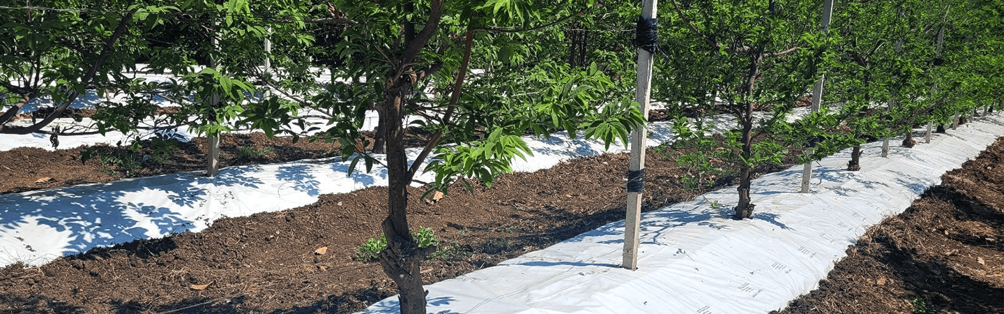 Agrifirst Ginegar Orchard Mulch