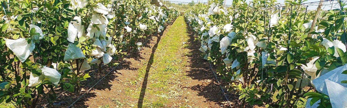 Agrifirst Fruit Shield Cover