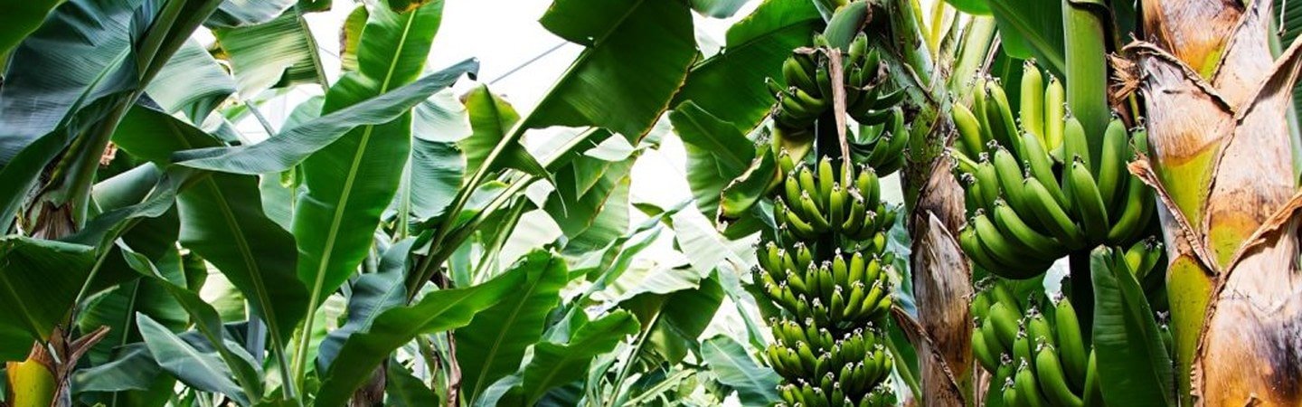 Agrifirst Banana Shield Cover