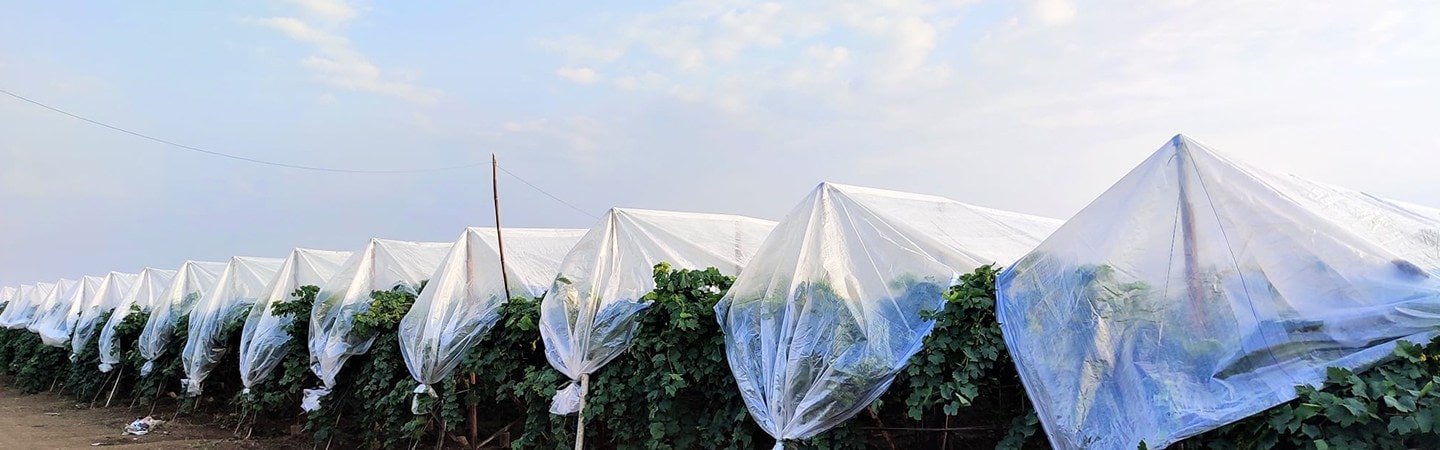 Agrifirst Grape Cover