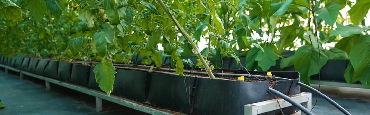 Mapal Growing Trough