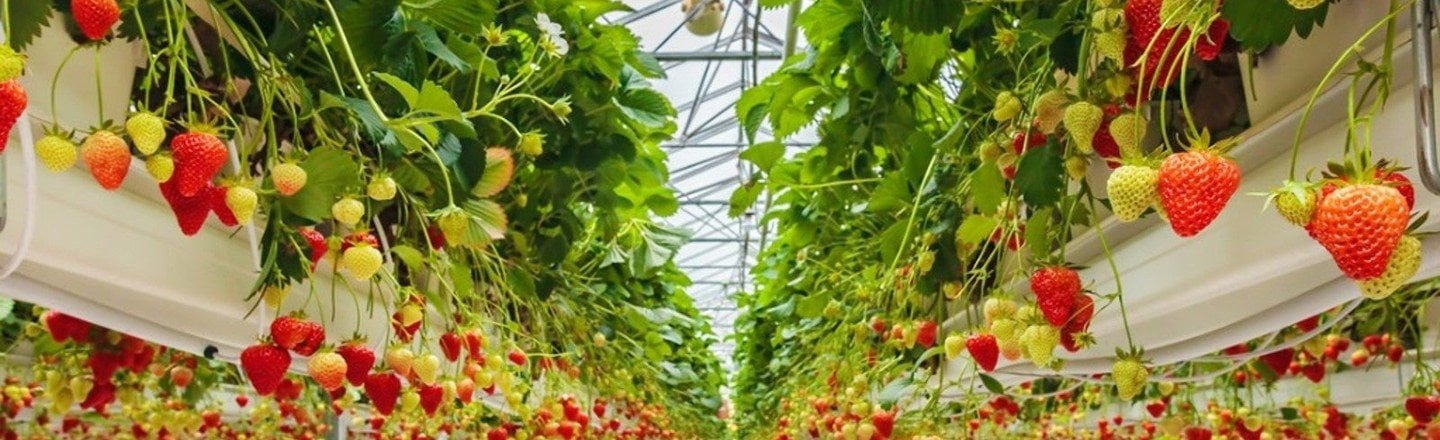 Strawberry Container - Open Type