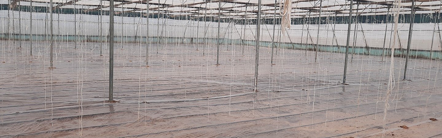 Soil Solarization/Low tunnel Film