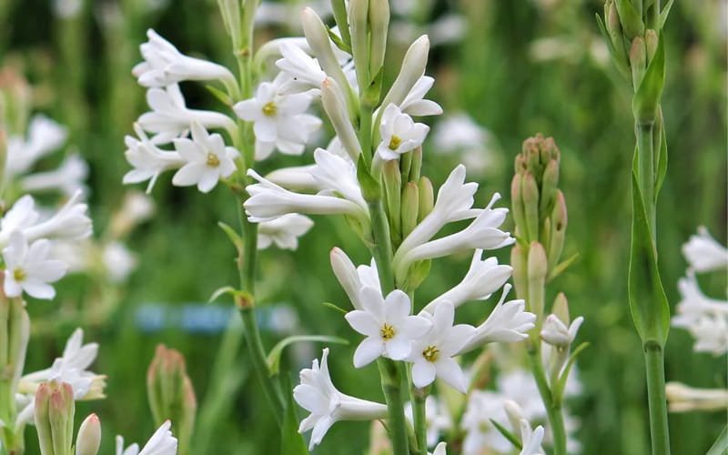 Tuberose