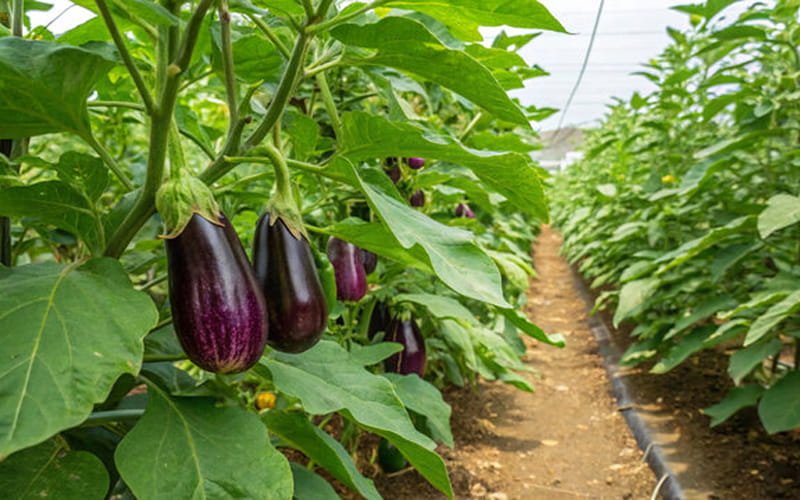 Brinjal (Eggplant)