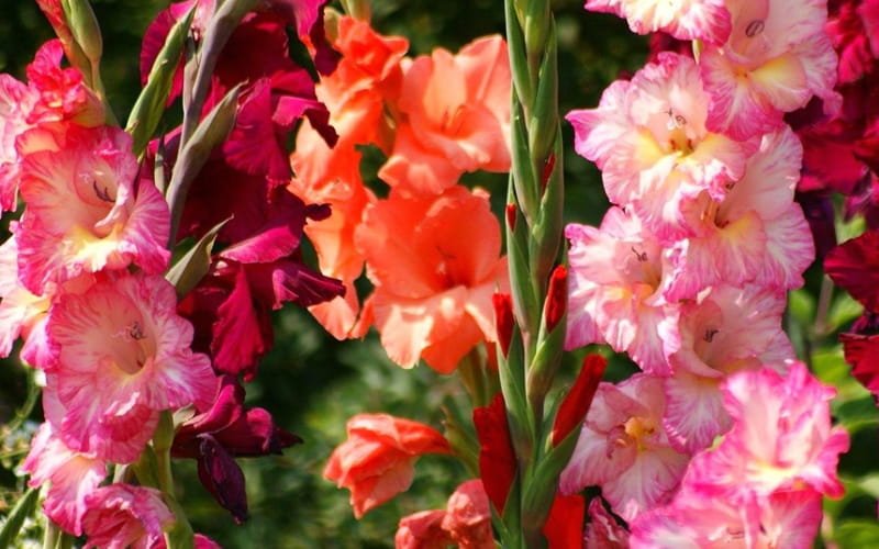 Gladiolus