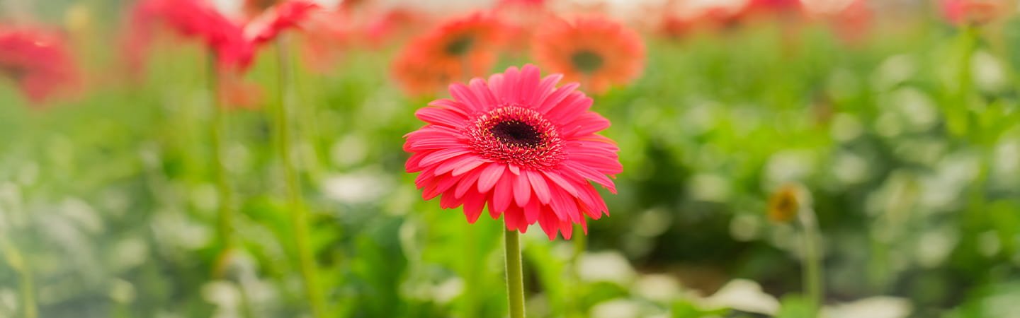 Gerbera