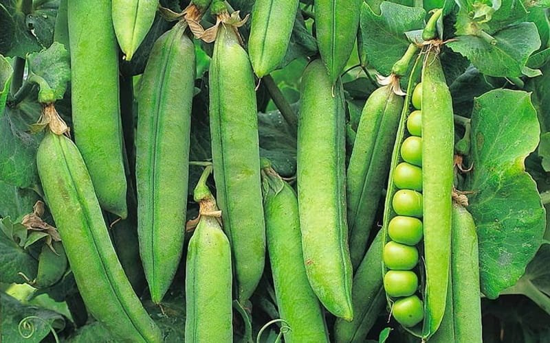 Peas