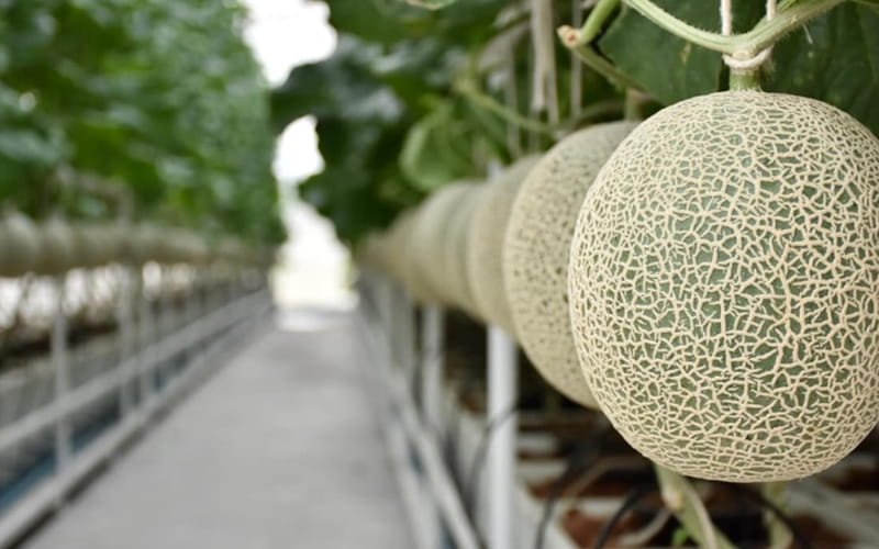 Muskmelon