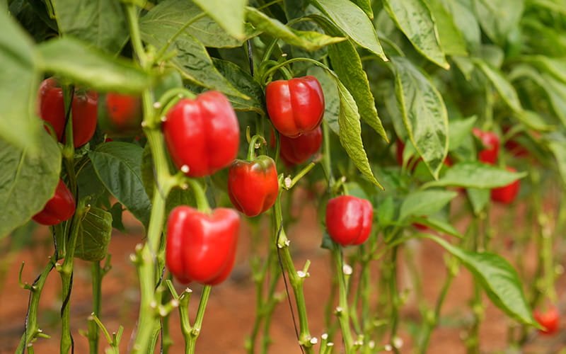 Capsicum (Bell Pepper)