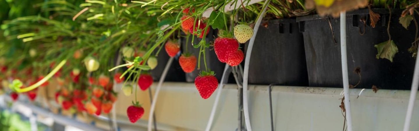 Dutch Bucket Grow System