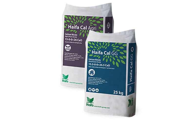 Haifa Cal GG Classic