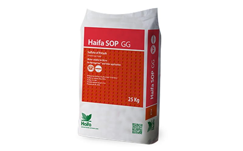 Haifa SOP GG
