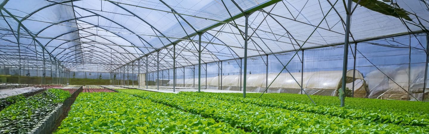 Hydroponics Systems & Soilless Farming