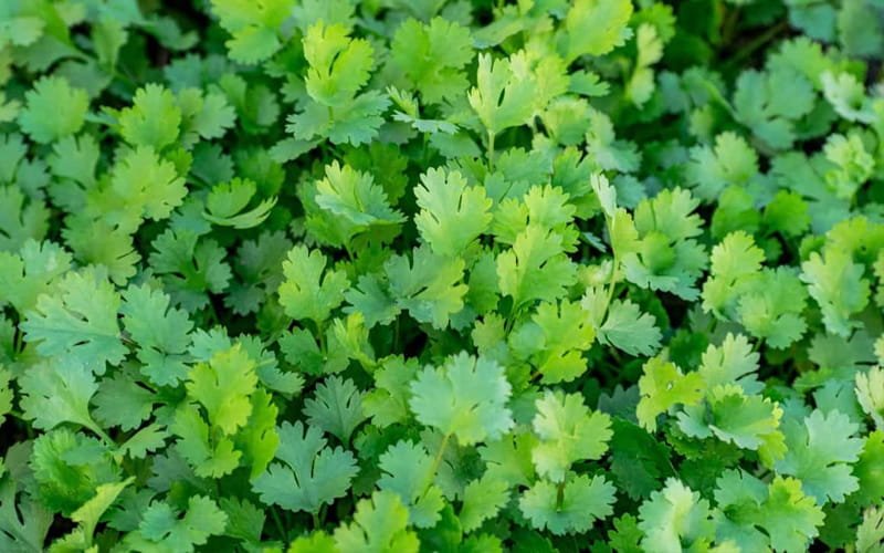 Coriander (Dhania)