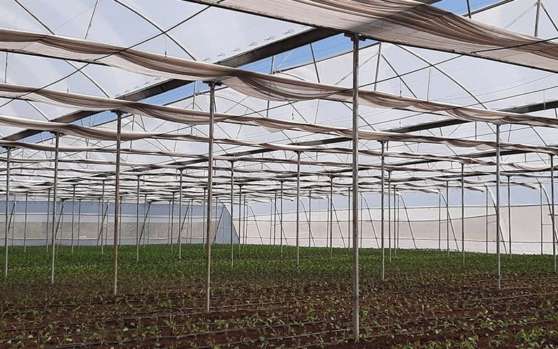 Ginegar Driplock Diffused