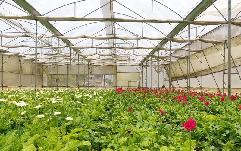 Ginegar Driplock Cool