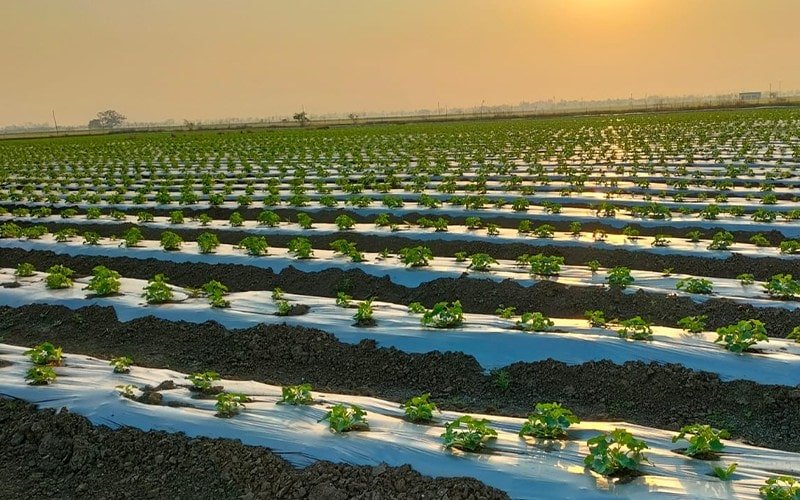 Agrifirst Ginegar Hole Mulch